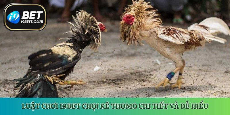 Luật chơi i9Bet chọi kê Thomo chi tiết và dễ hiểu