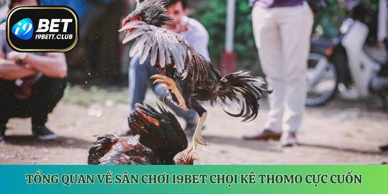 Tổng quan về sân chơi i9Bet chọi kê Thomo cực cuốn