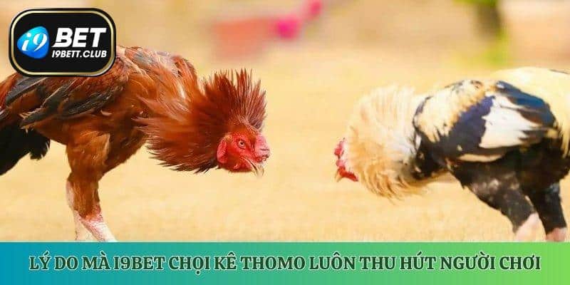 Lý do mà i9Bet chọi kê Thomo luôn thu hút người chơi