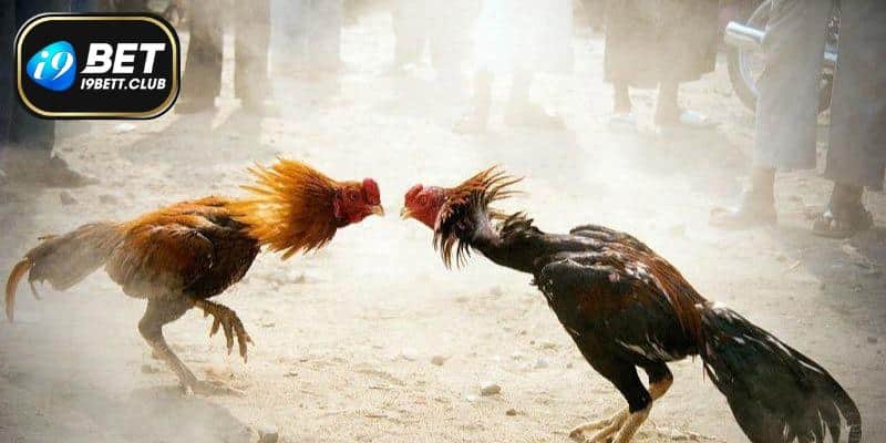 Giống gà được nhà cái tuyển cho vào các giải đấu lớn