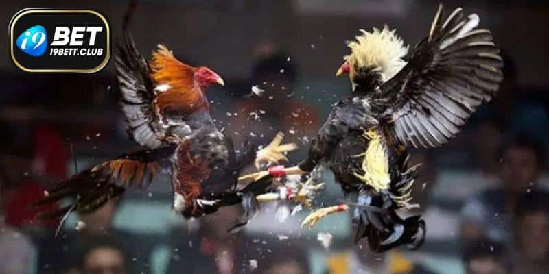 I9BET đá gà cưa sắt cơ hội kiếm hàng chục tỷ