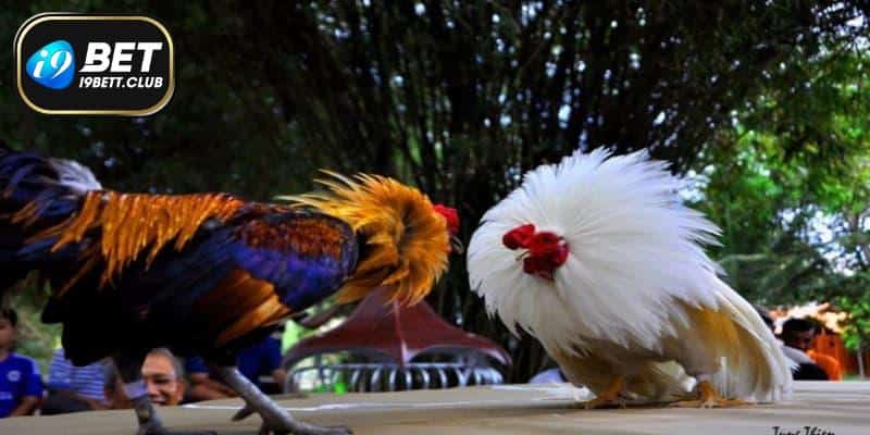 Tham gia chọi gà tại nhà cái I9BET có cơ hội nhận thưởng về rất cao
